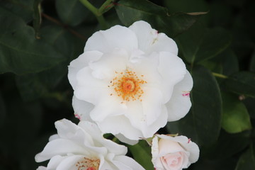 Rose type Maria Mathilde in close-up in the public rosarium of Boskoop in the Netherlands.