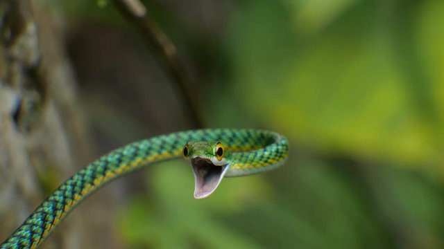Parrot Snake (Leptophis ahaetulla) opens its mouth in a threat display. It is non-venomous so this behaviour is just a bluff. In the Ecuadorian Amazon.