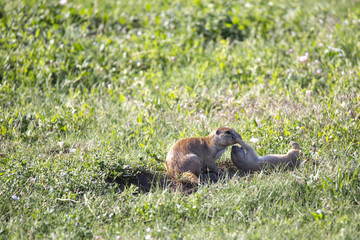 Wild scenic Landscapes of North Dakota