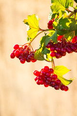 Berries of guelder rose on a blurred orange background on a sunny autumn day_