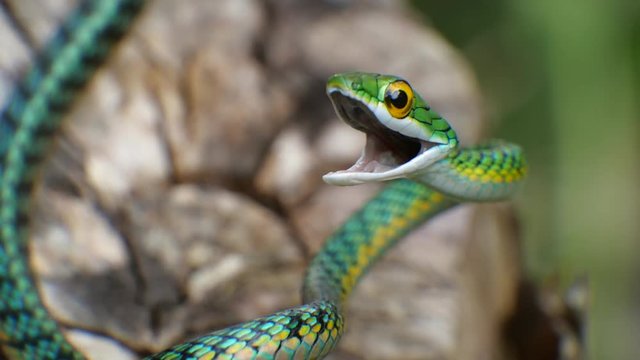 Parrot Snake (Leptophis ahaetulla) opens its mouth in a threat display. It is non-venomous so this behaviour is just a bluff. In the Ecuadorian Amazon.