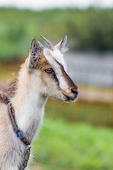 A young goat with horns on a blurry background_