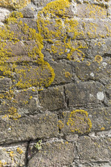 Orange Fungi Growing On Bricks