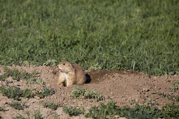 Prairie Dogs in Prairie Dog Town