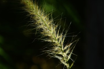 seed head