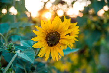 Sunflower during sunset