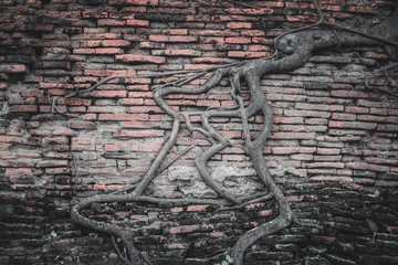 Tree roots on a brick wall.