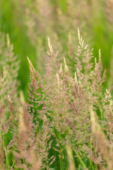 Branch with seeds on grass in nature