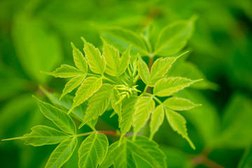 Green leaves on a tree as a background