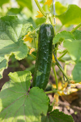 Cucumber on a bush in the garden