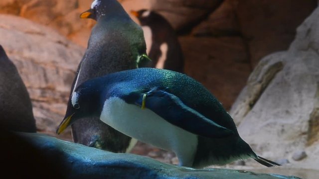 Group of Gentoo Penguins (lat. Pygoscelis Papua) in captivity