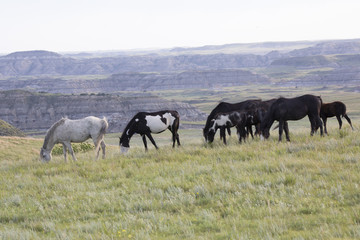 Wild Mustangs of North Dakota