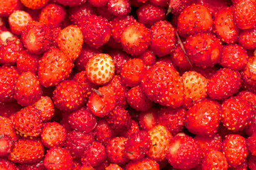 Red ripe strawberry from the forest as a background