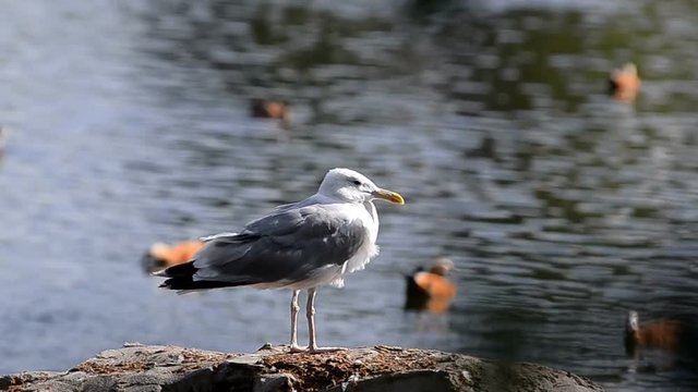 Seagull sitting on the rock in pond with other birds like ducks and gooses