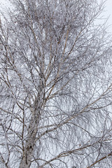 Fototapeta na wymiar Snow on the branches of a tree