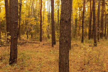 Trees in the forest in autumn as a background