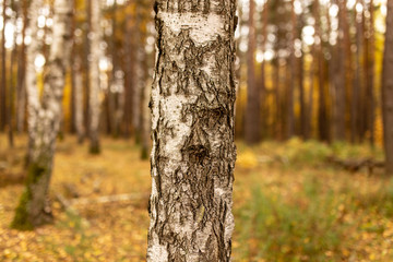 Birches in the forest in autumn as a background