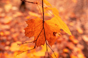 Obraz premium Red leaves on trees in the forest in autumn