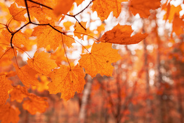 Red leaves on trees in the forest in autumn