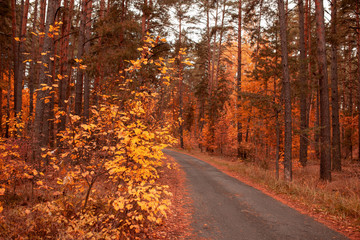 Road in the forest in autumn as a background