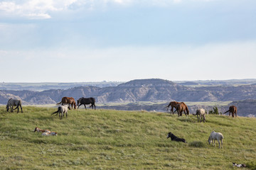 Fototapeta premium Wild Mustangs of North Dakota