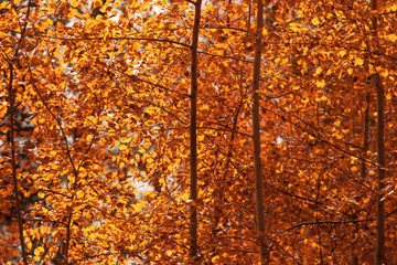 Red leaves on trees in the forest in autumn