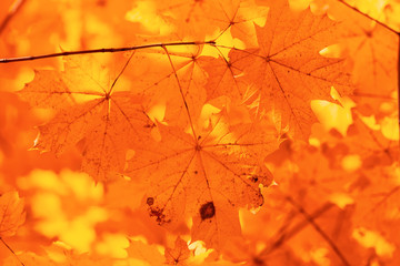 Leaves on a tree in autumn as a background