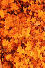 Leaves on the ground in autumn as a background