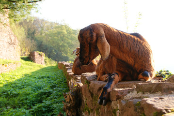Fototapeta premium The family of mountain goats on the wall