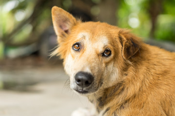 Dog face,Brown dog, Portrait Thai Dog