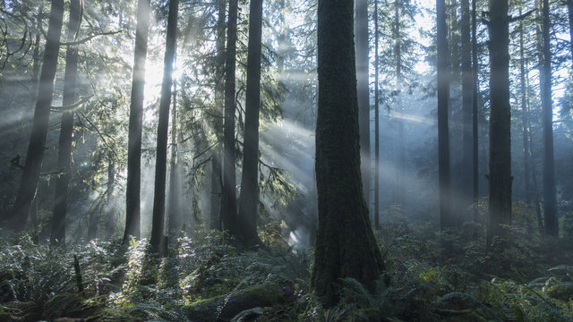 Tranquil sunbeams illuminated forest trees