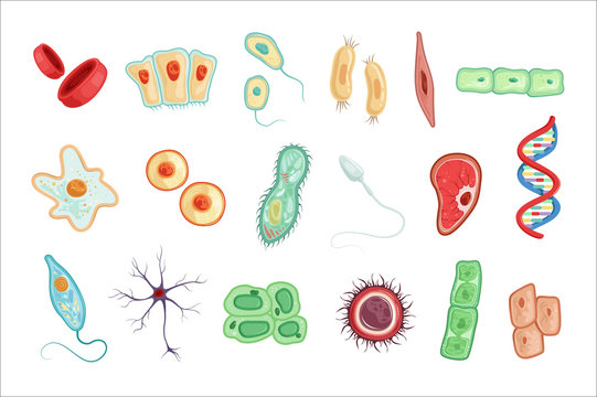 Anatomy of human cells set of detailed vector Illustrations
