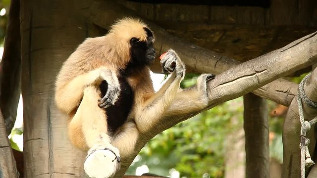 Gibbon sitting on tree  in Thailand