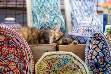 Sleepy tunesian kitten © Marieke