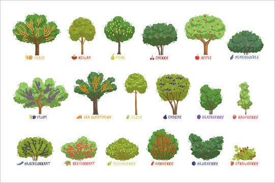 Different garden berry shrubs sorts with names set, fruit trees and berry bushes vector Illustrations