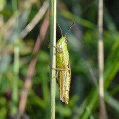 A green grasshopper sits on a blade of grass close-up on a blurred green background