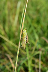 A green grasshopper sits on a blade of grass on a blurred green background
