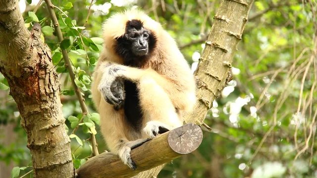 Gibbon sitting on tree  in Thailand