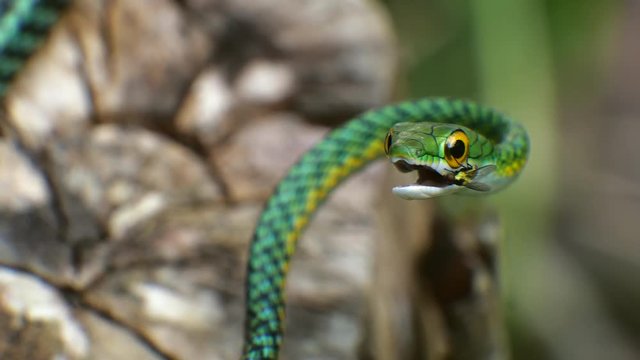 Parrot Snake (Leptophis ahaetulla). A non-venomous species. In the Ecuadorian Amazon. A fly lands on its head and looks for food scraps inside mouth.