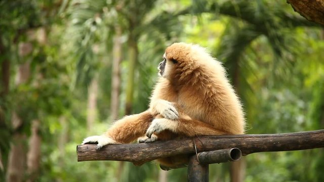 Gibbon sitting on tree  in Thailand