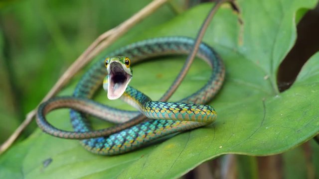 Parrot Snake (Leptophis ahaetulla) opens its mouth in a threat display. It is non-venomous so this behaviour is just a bluff. In the Ecuadorian Amazon.