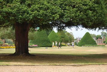 Mushroom Trees in Hampton Court