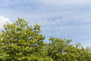 Lovely Green Trees Basking In Sun Light