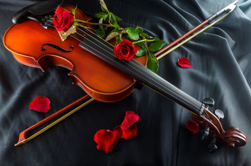 Violin and Rose on black background