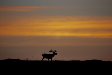 Fototapeta na wymiar Bull Elk in the Morning Sunrise