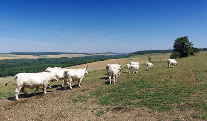 cattle in the Vexin regional nature park