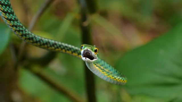 Parrot Snake (Leptophis ahaetulla) opens its mouth in a threat display. It is non-venomous so this behaviour is just a bluff. In the Ecuadorian Amazon.