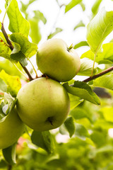 Home Grown Golden Delicious Apples On Tree