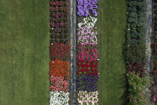 Aerial view experimental flower crops, Hohenheim, Baden-Wuerttemberg, Germany