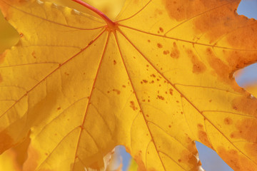 close up of yellow maple tree leaf at fall